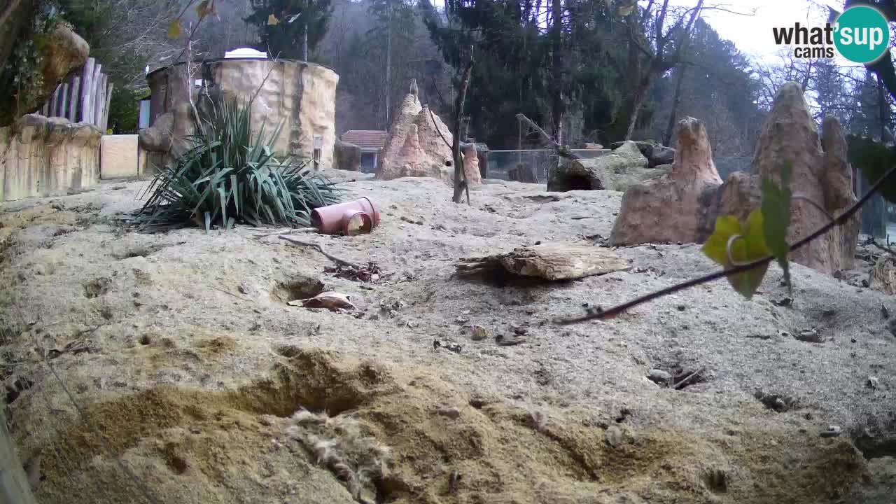 Zoo Ljubljana – Live webcam Meerkat (Suricata)