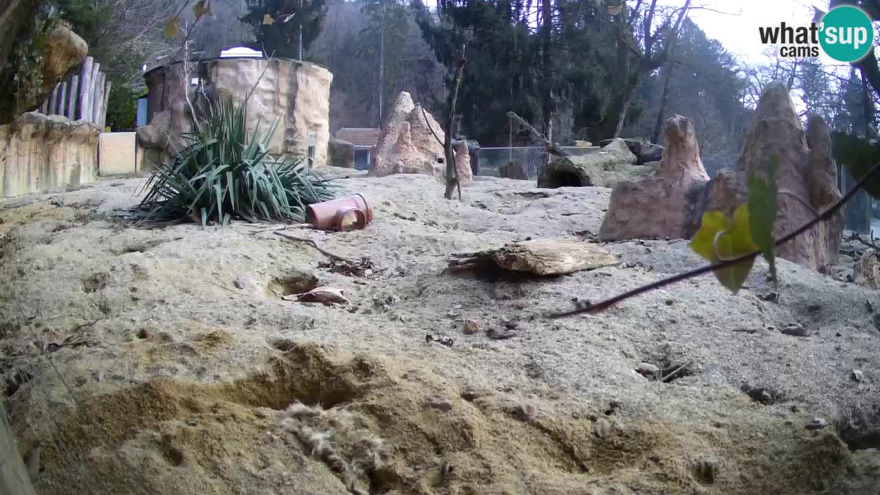 Zoo Ljubljana – Live webcam Meerkat (Suricata)