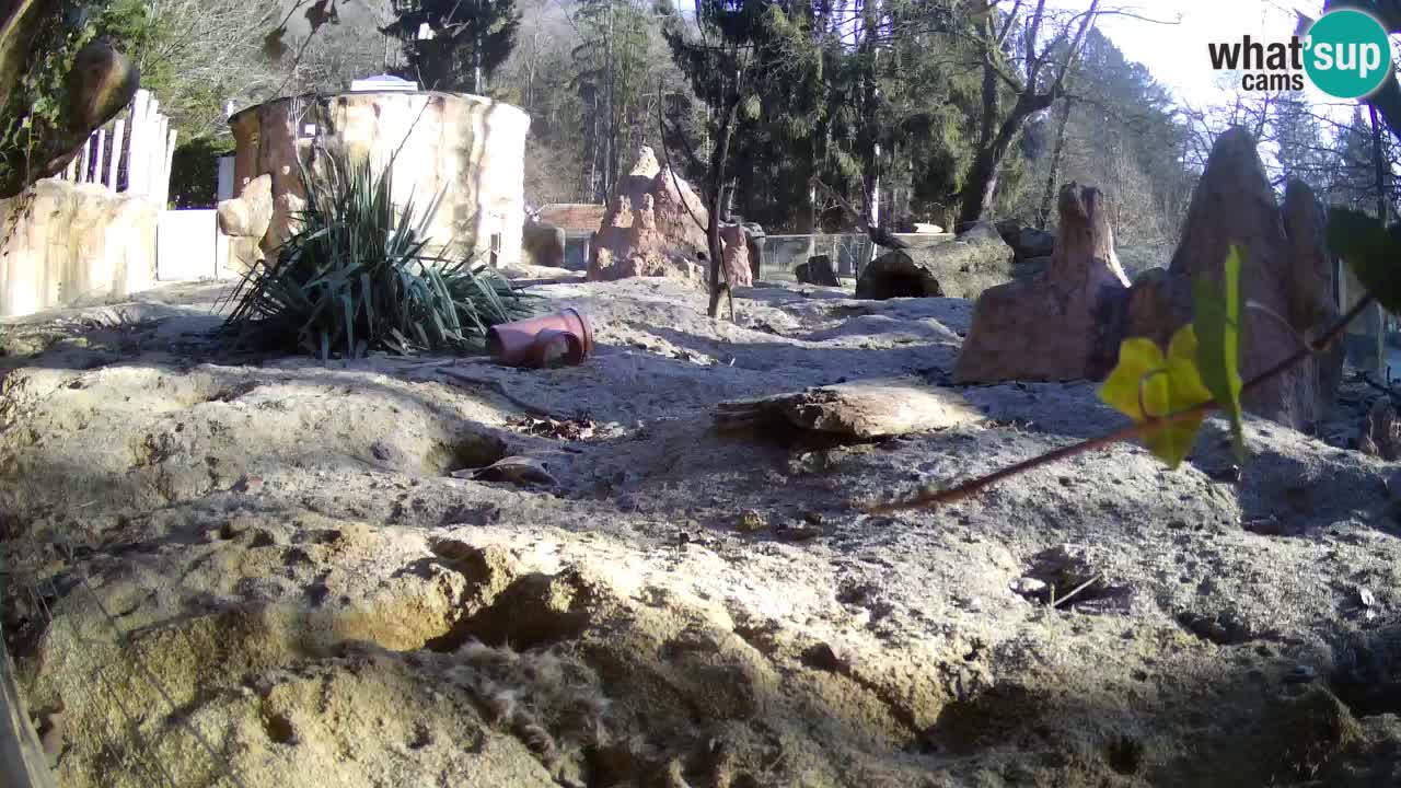 Zoo Ljubljana – Live webcam Meerkat (Suricata)