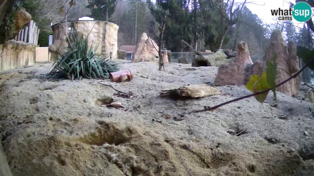 Zoo Ljubljana – Live webcam Meerkat (Suricata)