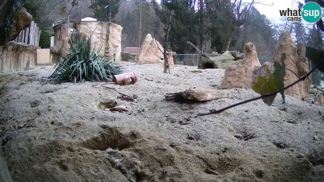 Zoo Ljubljana – Live webcam Meerkat (Suricata)