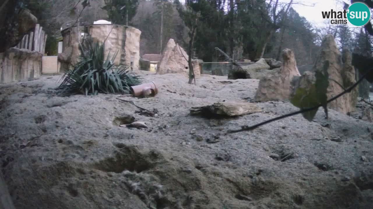 Zoo Ljubljana – Live webcam Meerkat (Suricata)