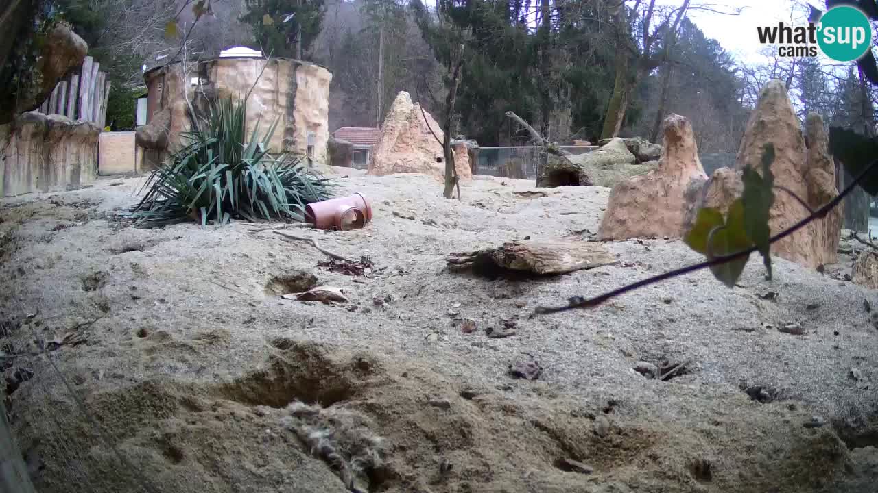 Zoo Ljubljana – Live webcam Meerkat (Suricata)