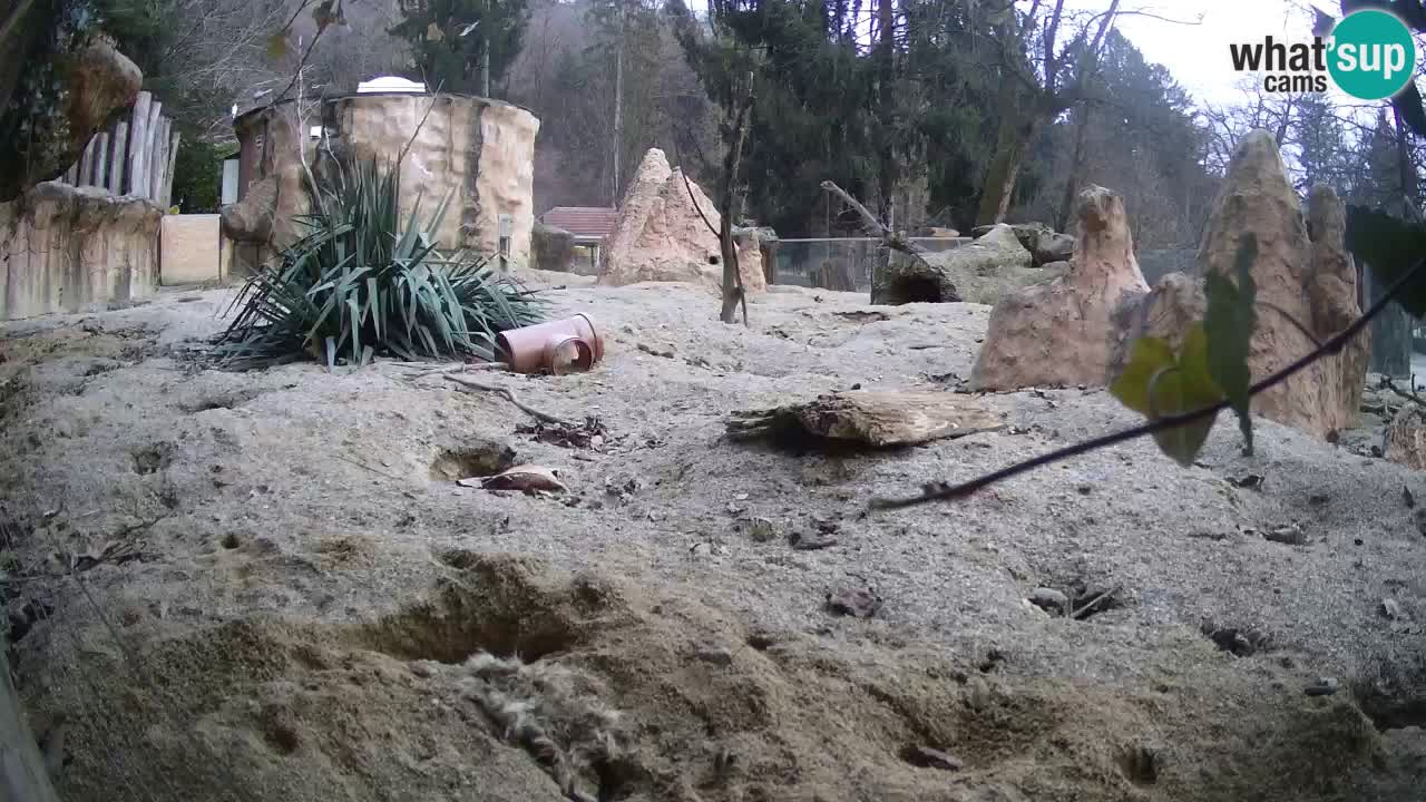 Zoo Ljubljana – Live webcam Meerkat (Suricata)