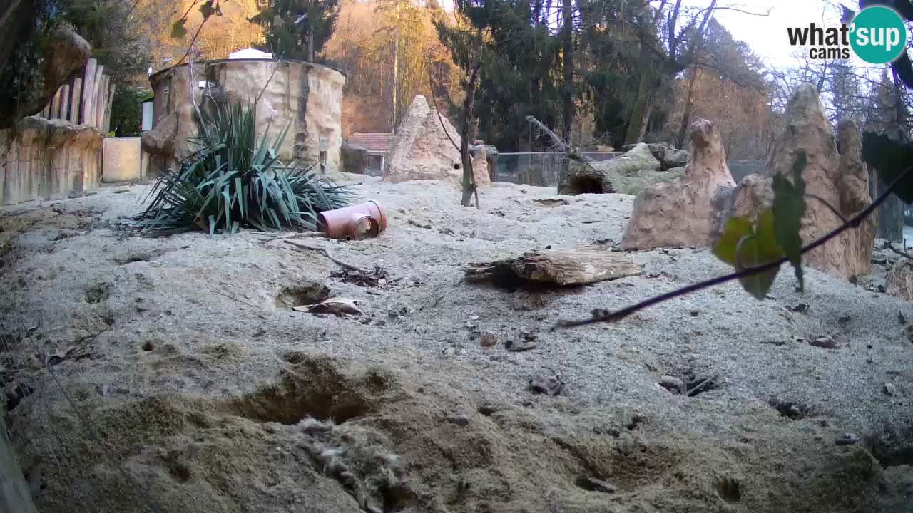 Zoo Ljubljana – Live webcam Meerkat (Suricata)