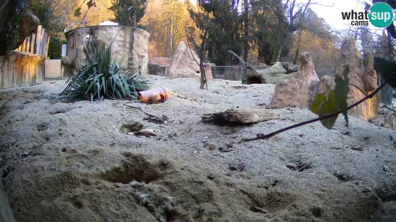 Zoo Ljubljana – Live webcam Meerkat (Suricata)