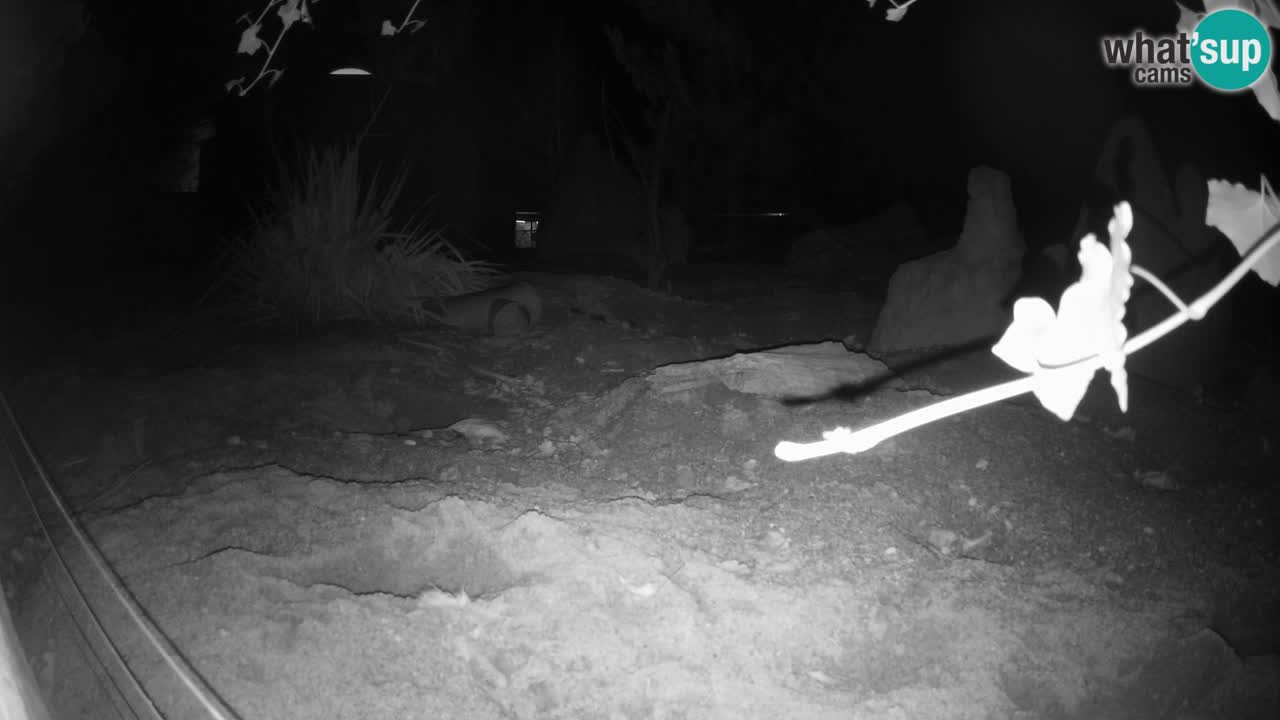 Zoo Ljubljana – Live webcam Meerkat (Suricata)