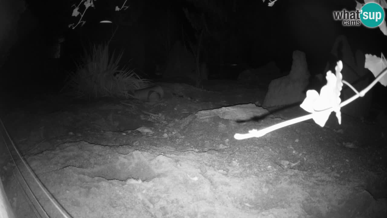 Zoo Ljubljana – Live webcam Meerkat (Suricata)