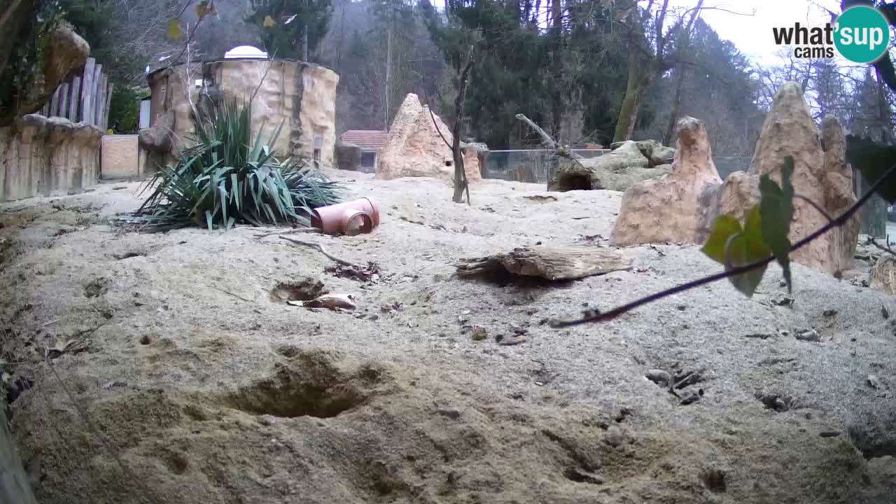 Zoo Ljubljana – Live webcam Meerkat (Suricata)