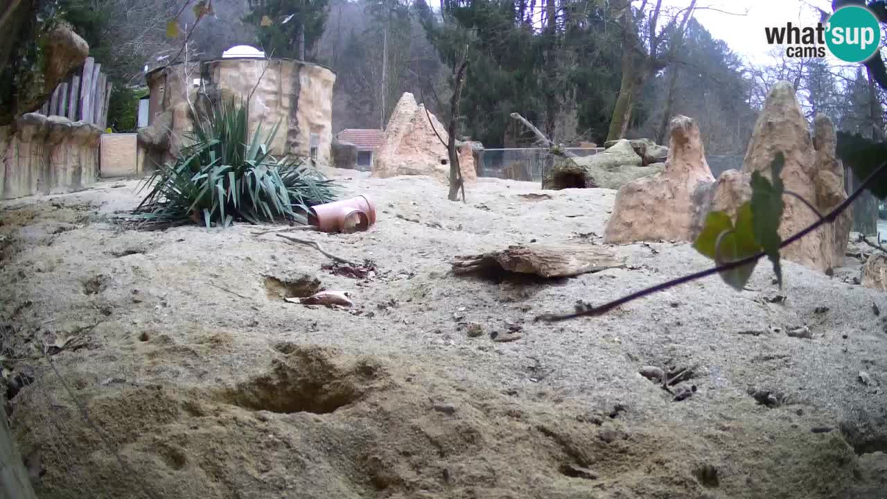 Webcam live Zoo Ljubljana – Suricata