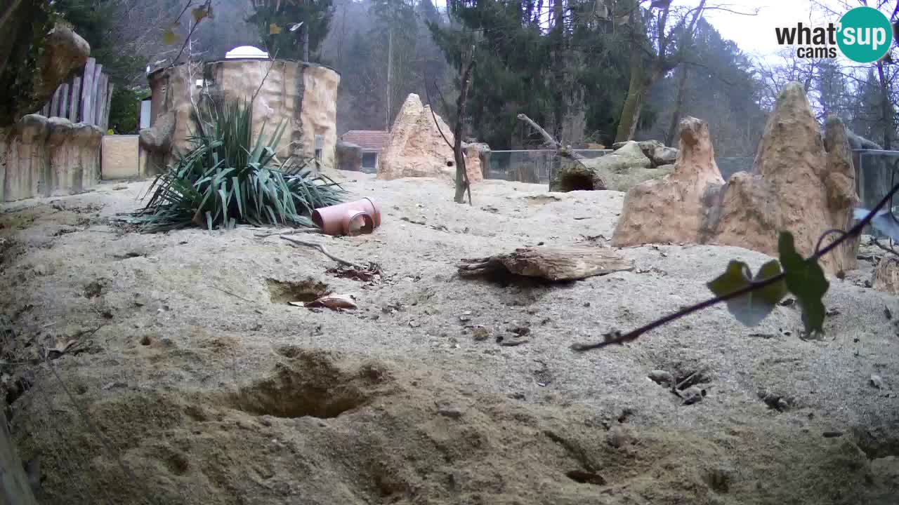 Zoo Ljubljana – Live webcam Meerkat (Suricata)