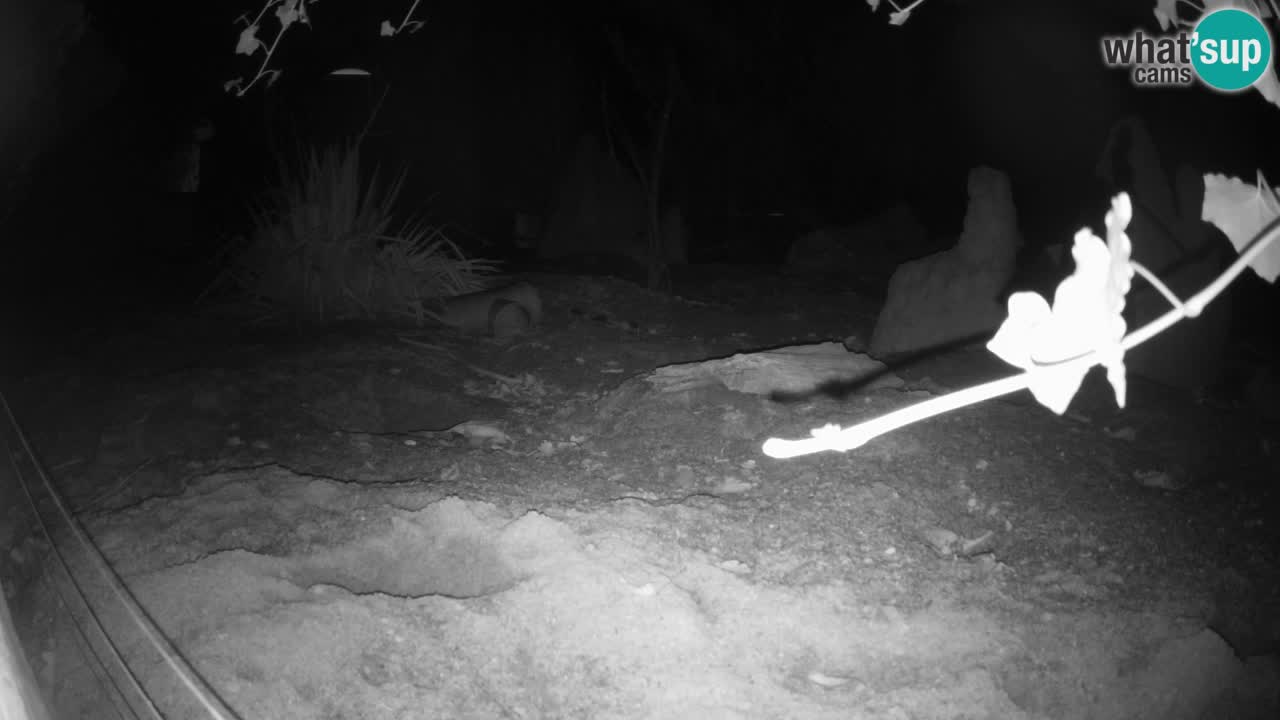 Zoo Ljubljana – Meerkat (Suricata)