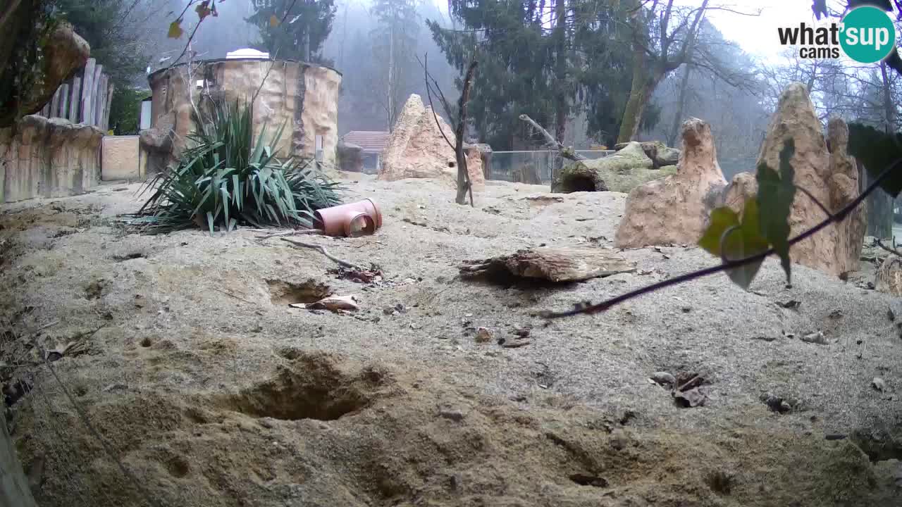 Live cam Zoo Ljubljana – Erdmännchen