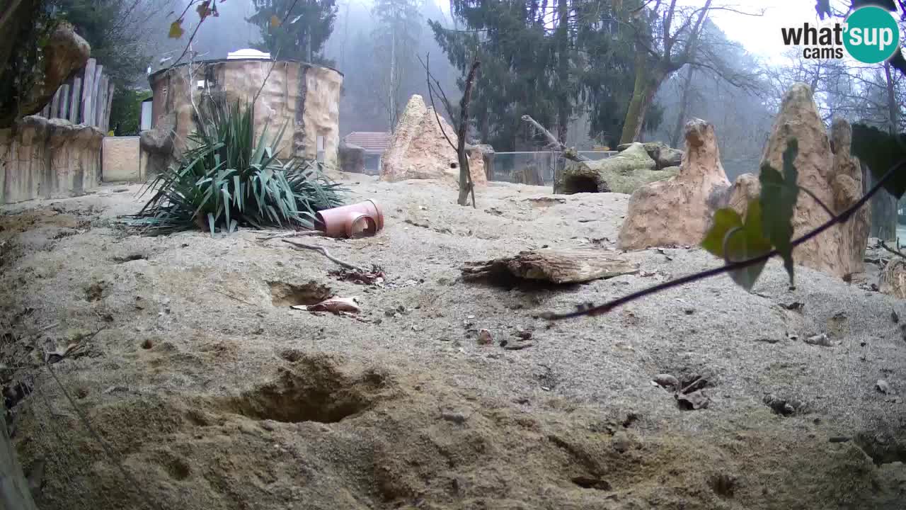 Webcam live Zoo Ljubljana – Suricata