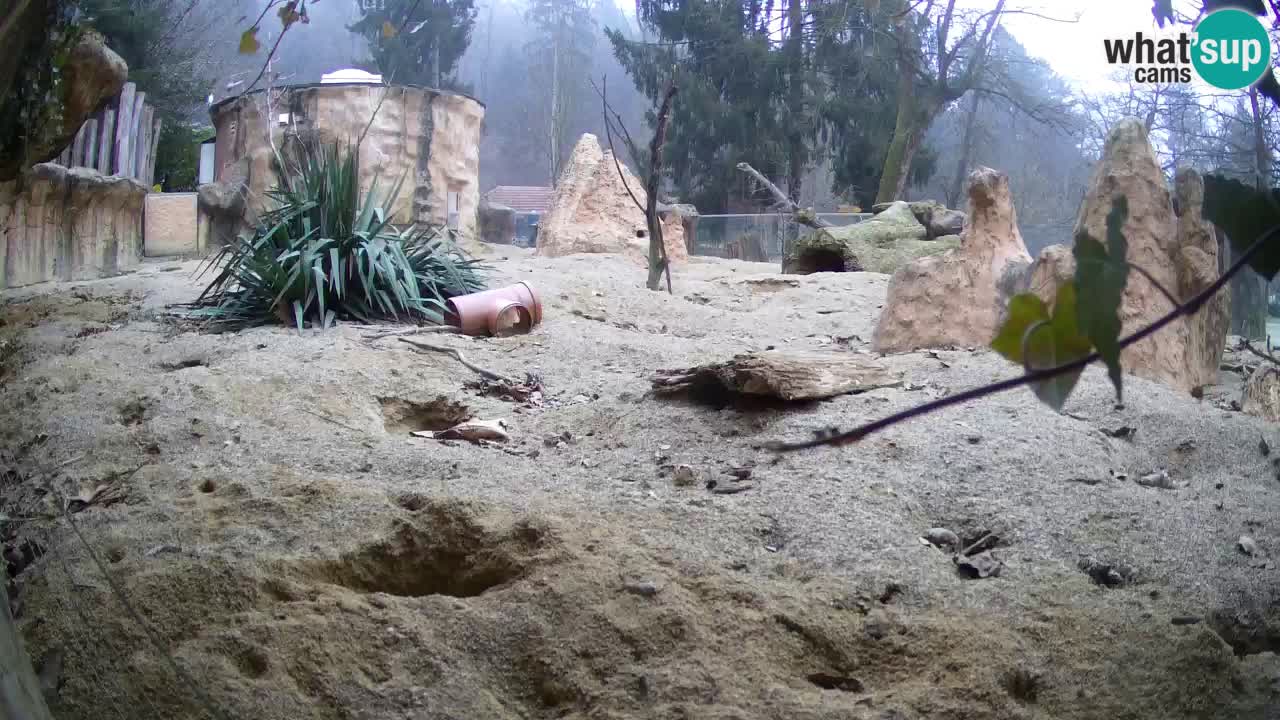 Zoo Ljubljana – Live webcam Meerkat (Suricata)