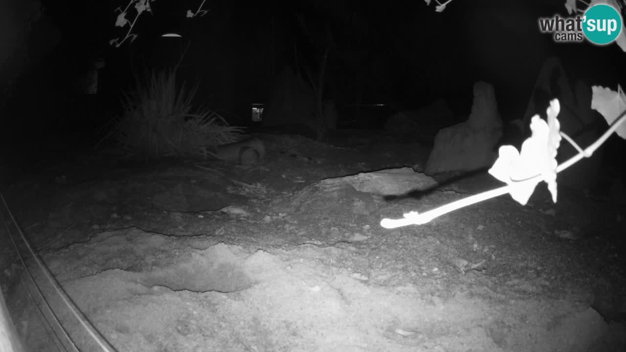 Webcam Zoo Ljubljana – Suricate