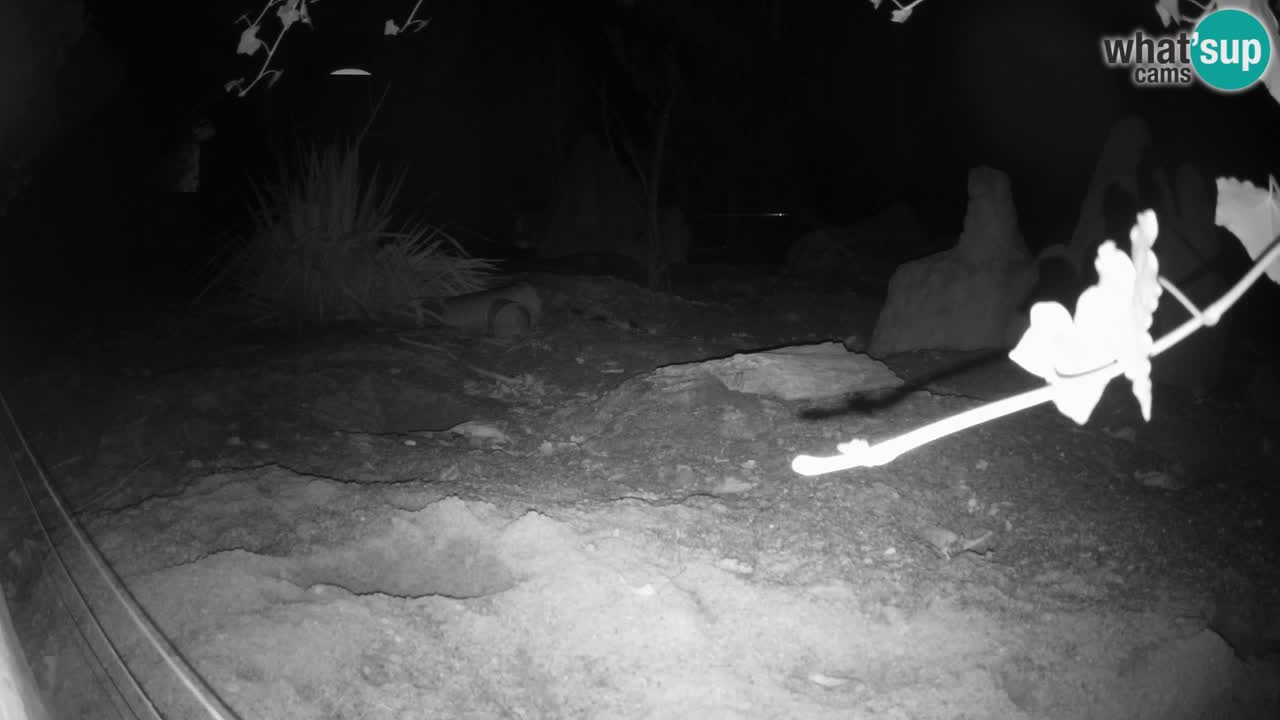 Webcam Zoo Ljubljana – Suricate