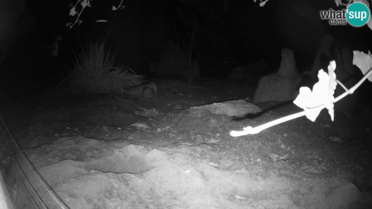 Zoo Ljubljana – Live webcam Meerkat (Suricata)