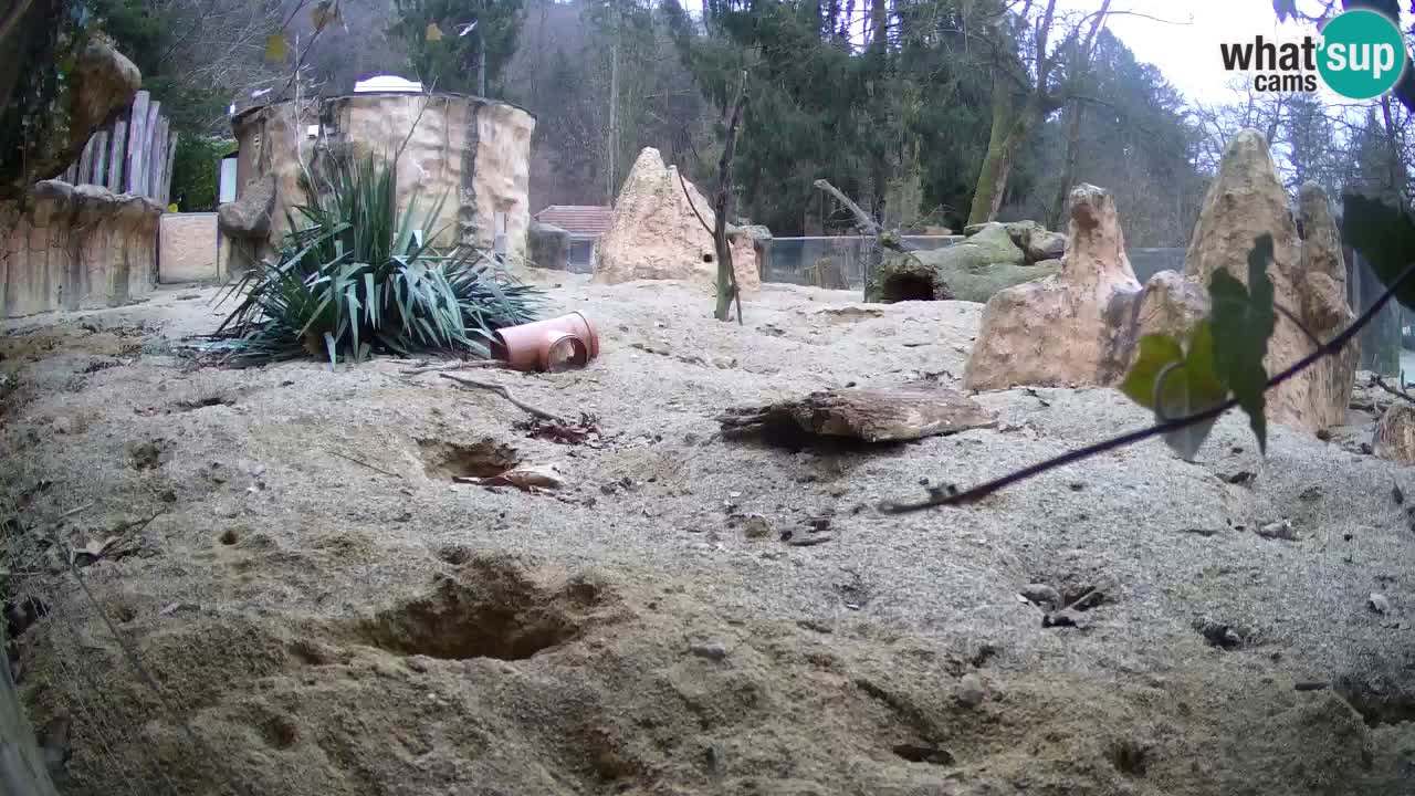 Webcam Zoo Ljubljana – Suricate