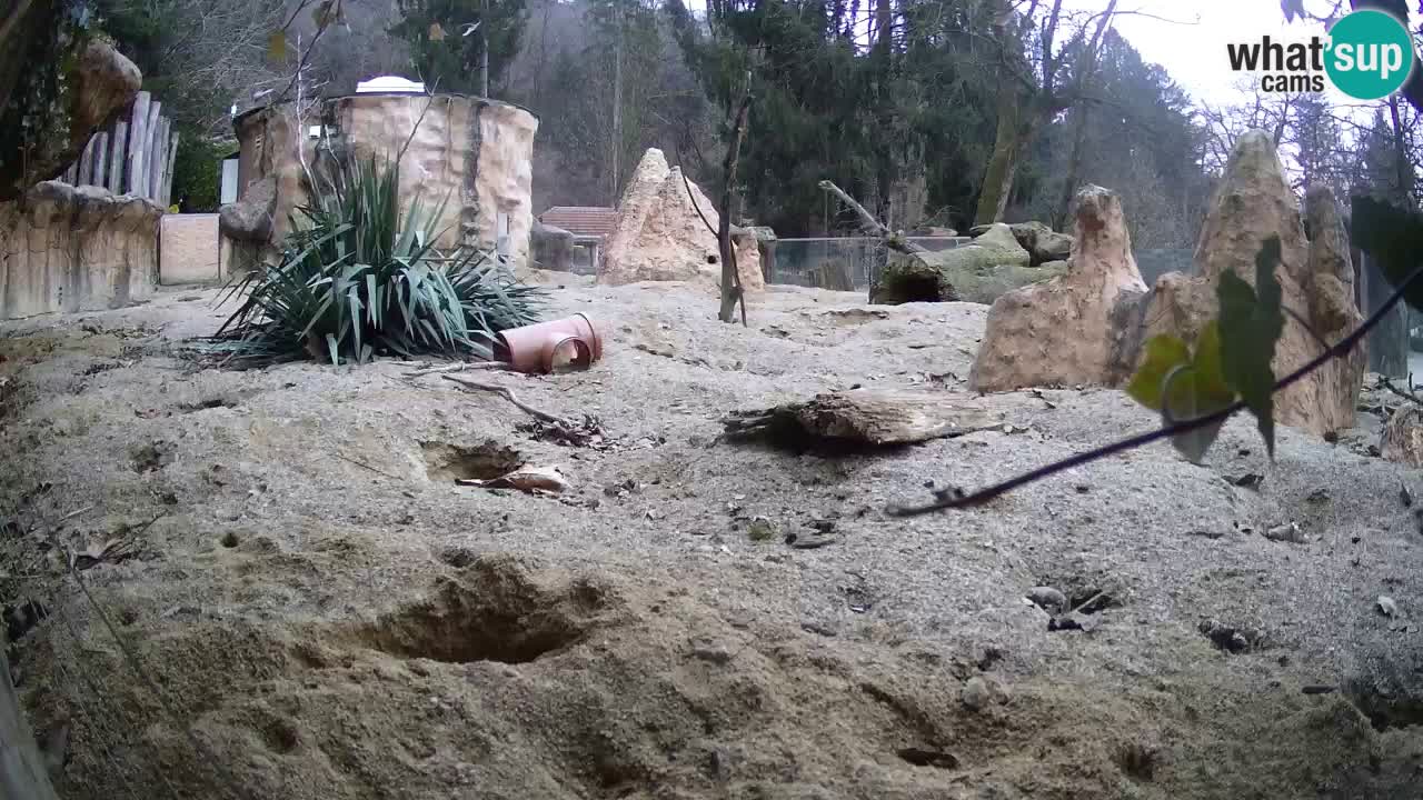 Webcam Zoo Ljubljana – Suricate