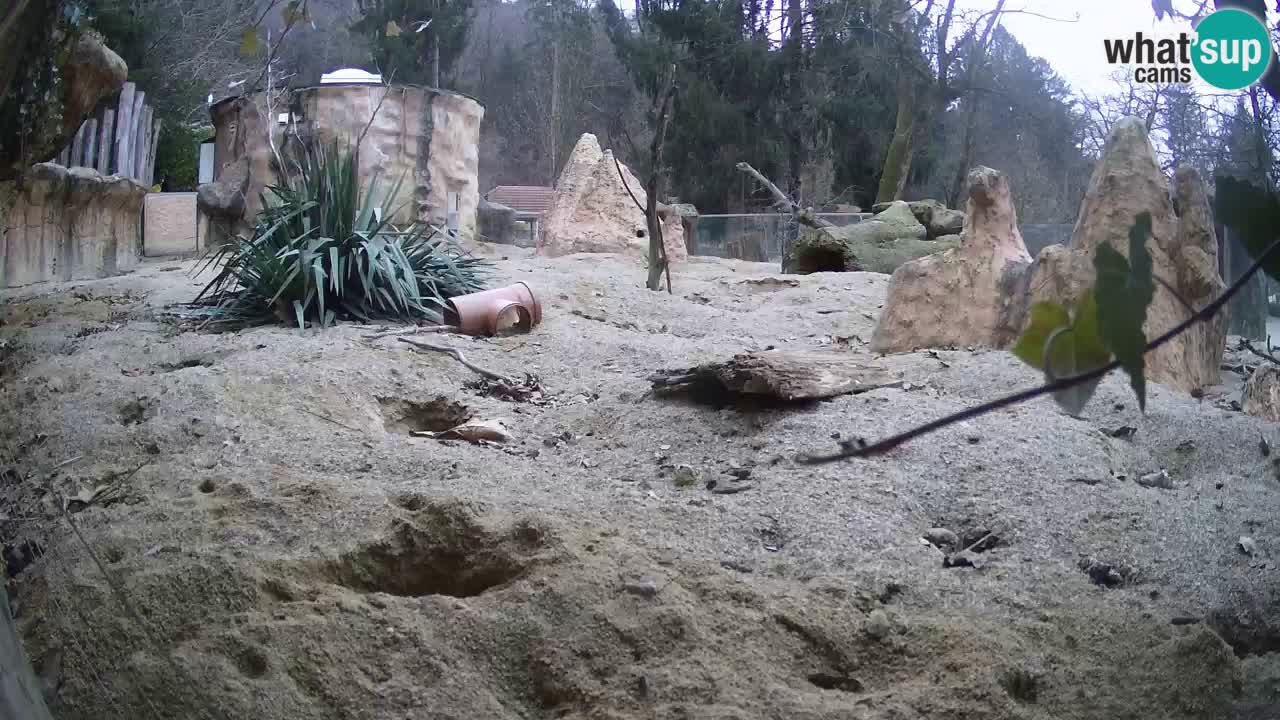 Zoo Ljubljana – Meerkat (Suricata)