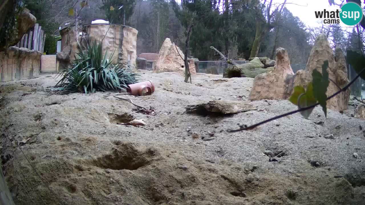 Live cam Zoo Ljubljana – Erdmännchen