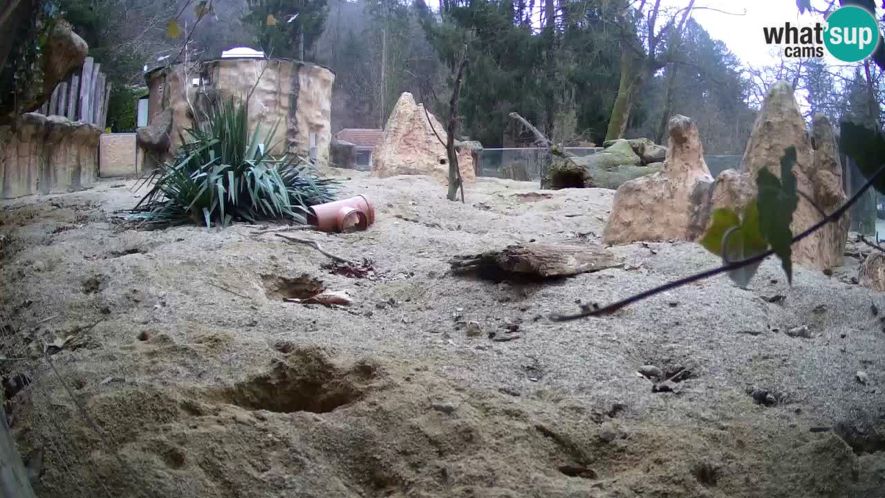 Webcam live Zoo Ljubljana – Suricata