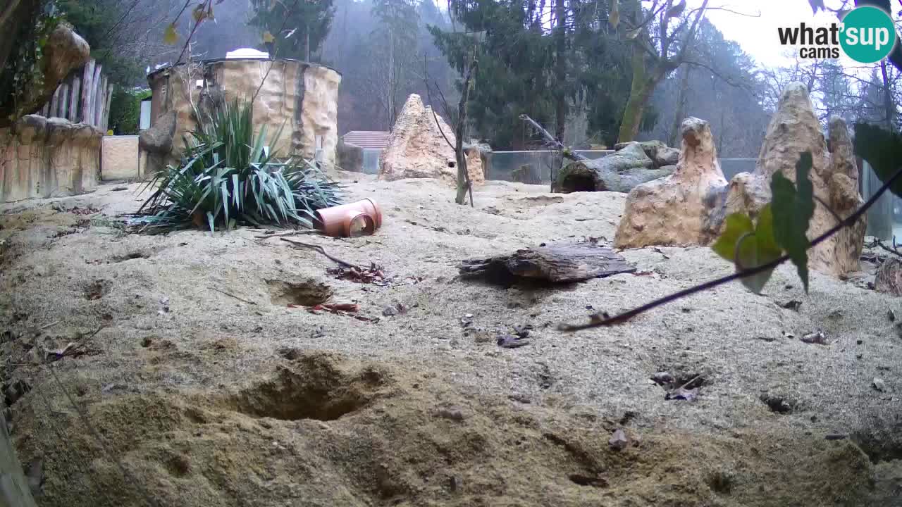 Zoo Ljubljana – Live webcam Meerkat (Suricata)