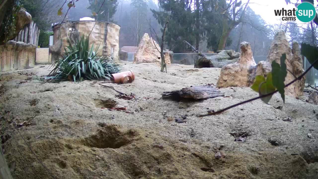 Live cam Zoo Ljubljana – Erdmännchen