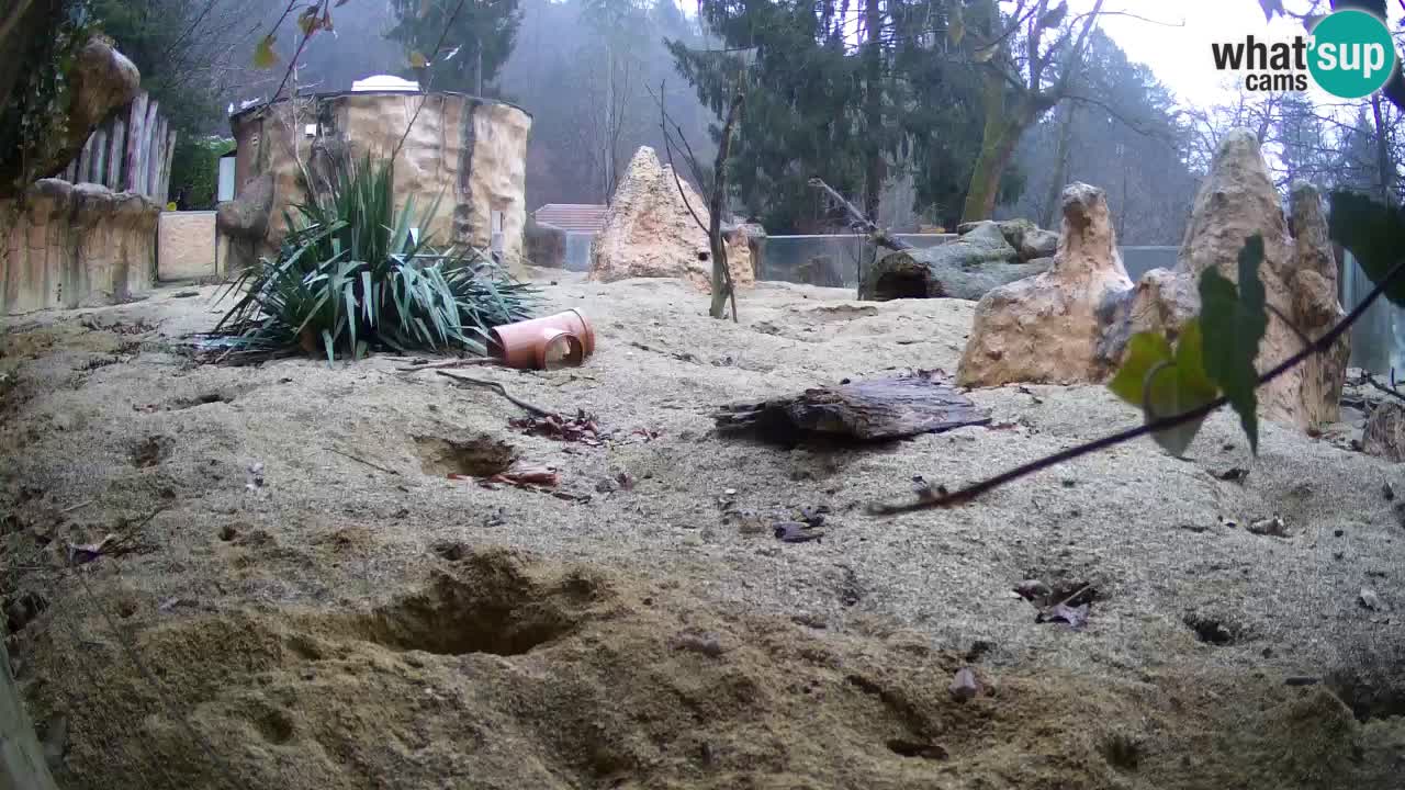 Webcam live Zoo Ljubljana – Suricata