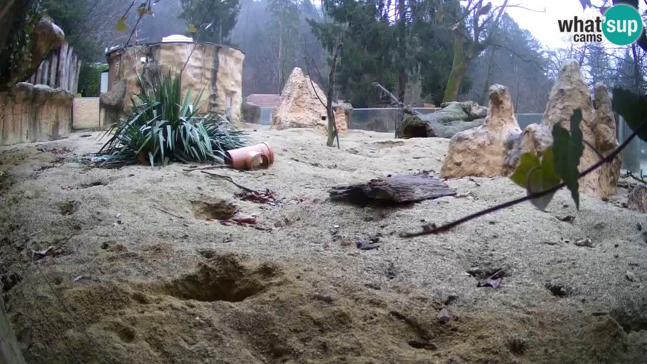 Live cam Zoo Ljubljana – Erdmännchen