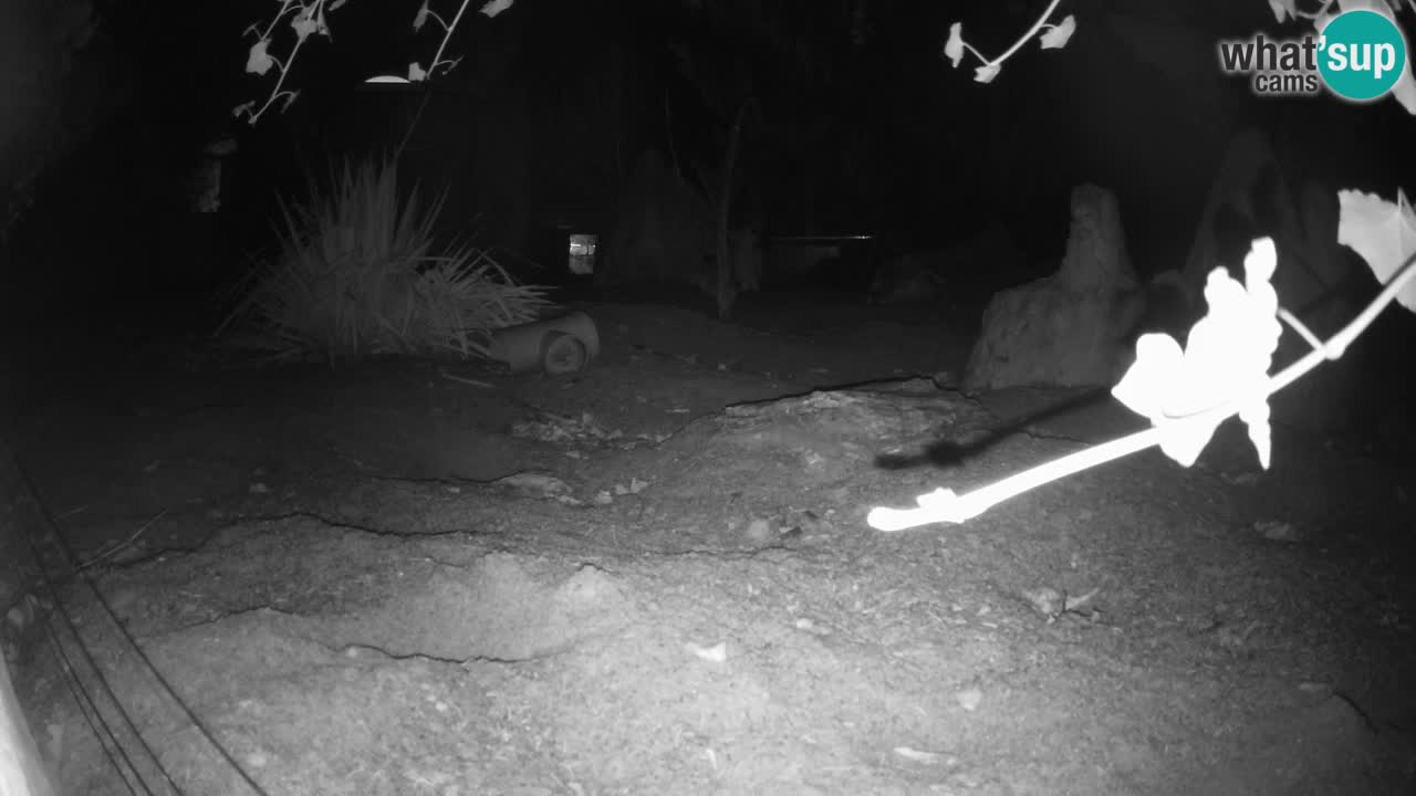 Zoo Ljubljana – Meerkat (Suricata)