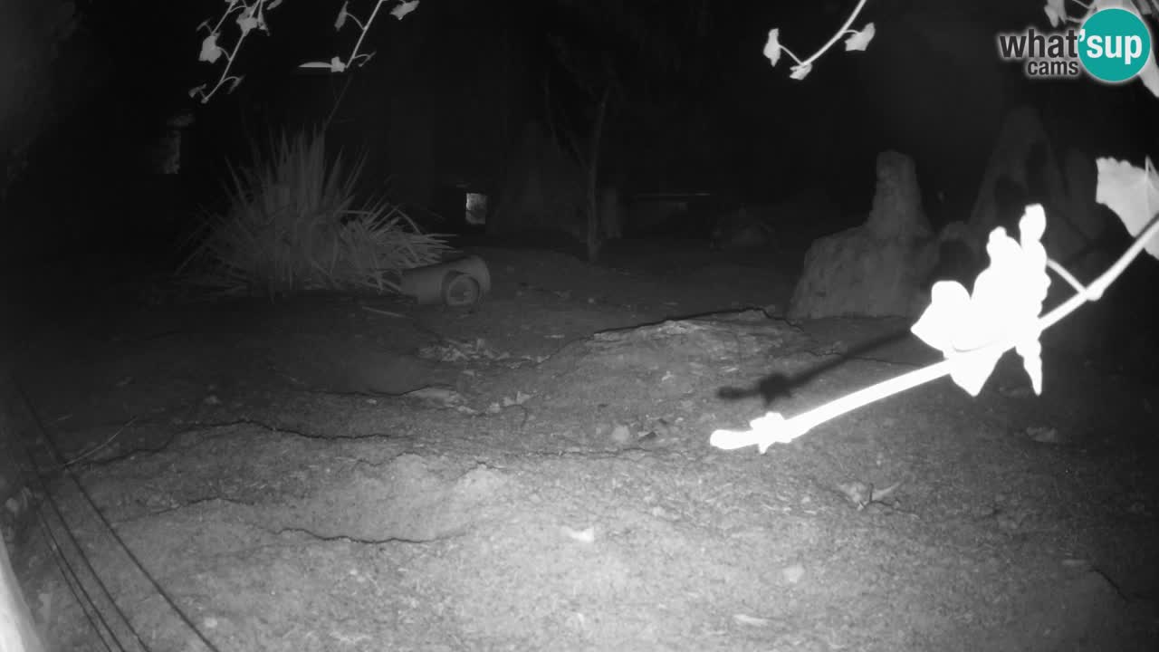 Zoo Ljubljana – Live webcam Meerkat (Suricata)