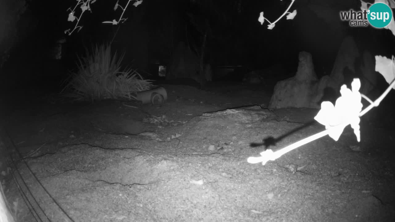 Zoo Ljubljana – Live webcam Meerkat (Suricata)