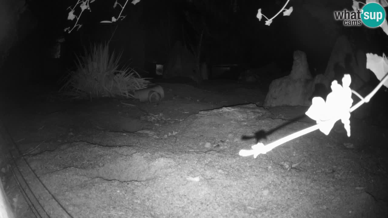 Zoo Ljubljana – Live webcam Meerkat (Suricata)