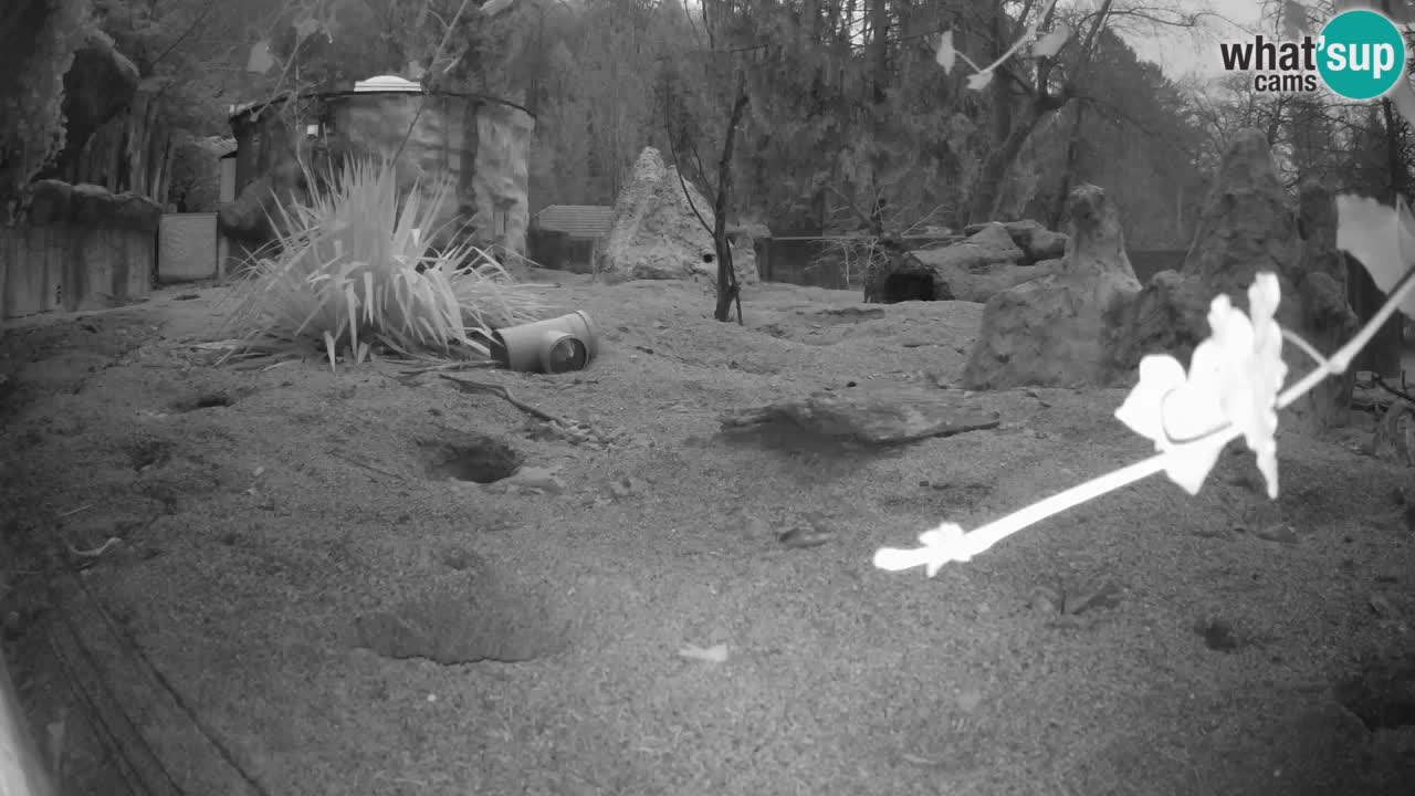 Webcam live Zoo Ljubljana – Suricata