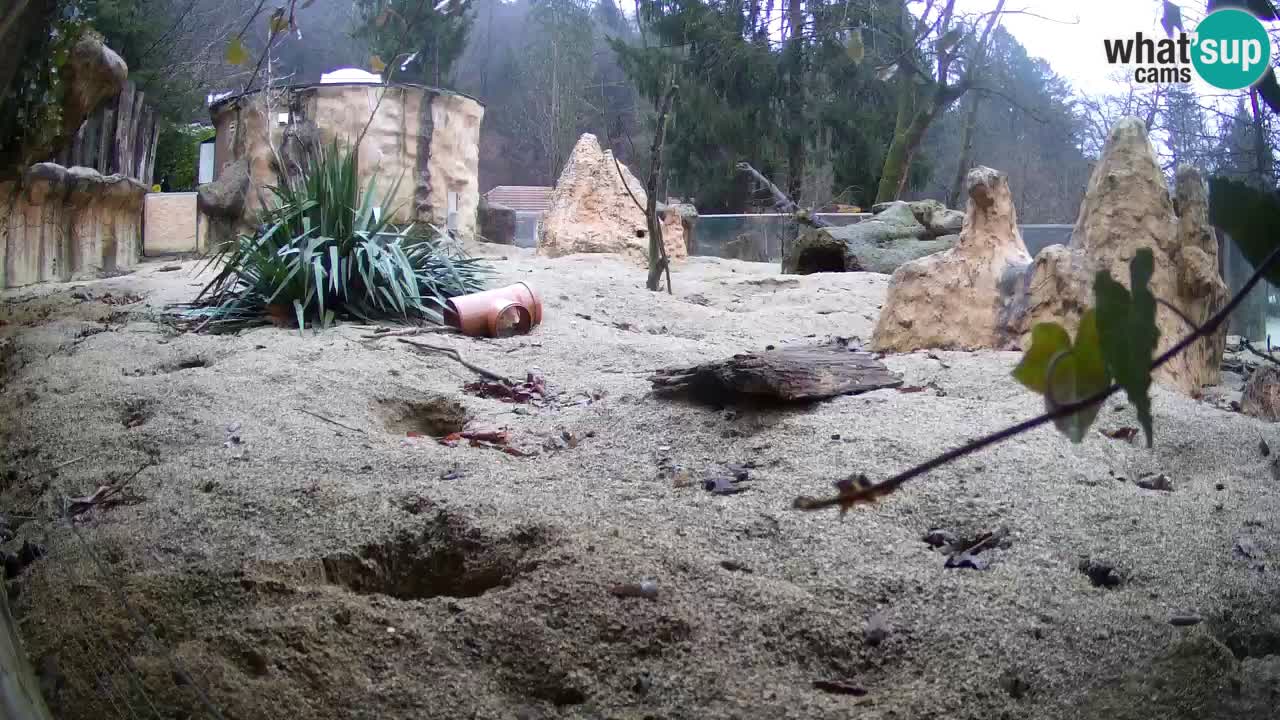 Zoo Ljubljana – Live webcam Meerkat (Suricata)