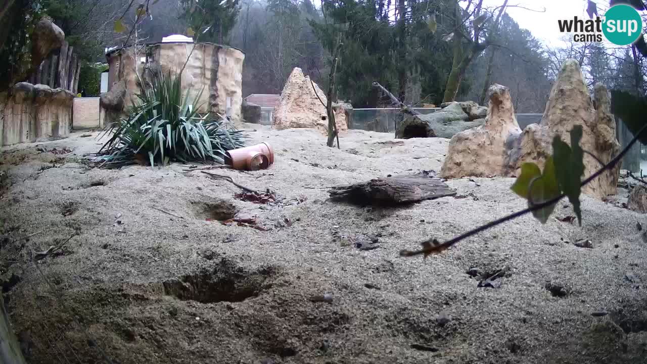 Webcam live Zoo Ljubljana – Suricata