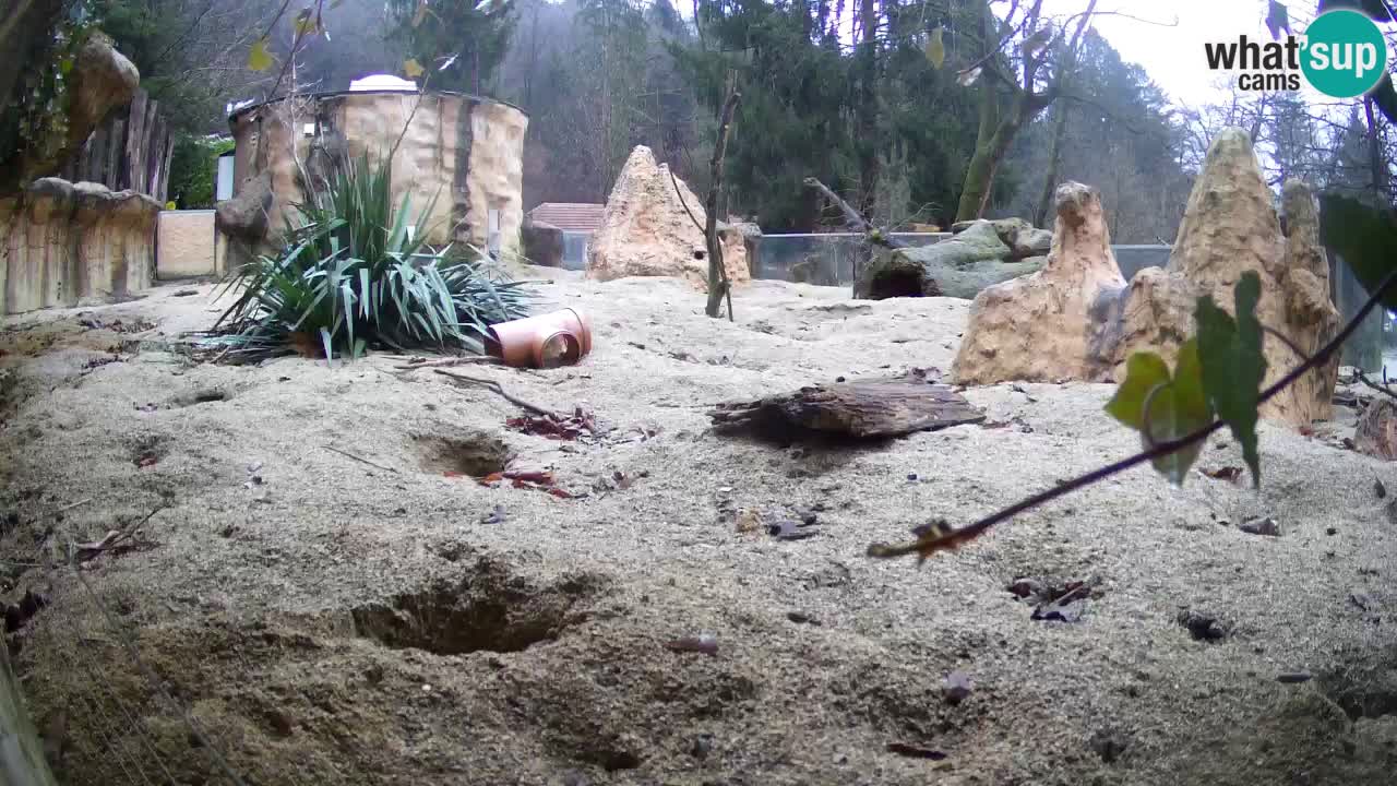 Live cam Zoo Ljubljana – Erdmännchen