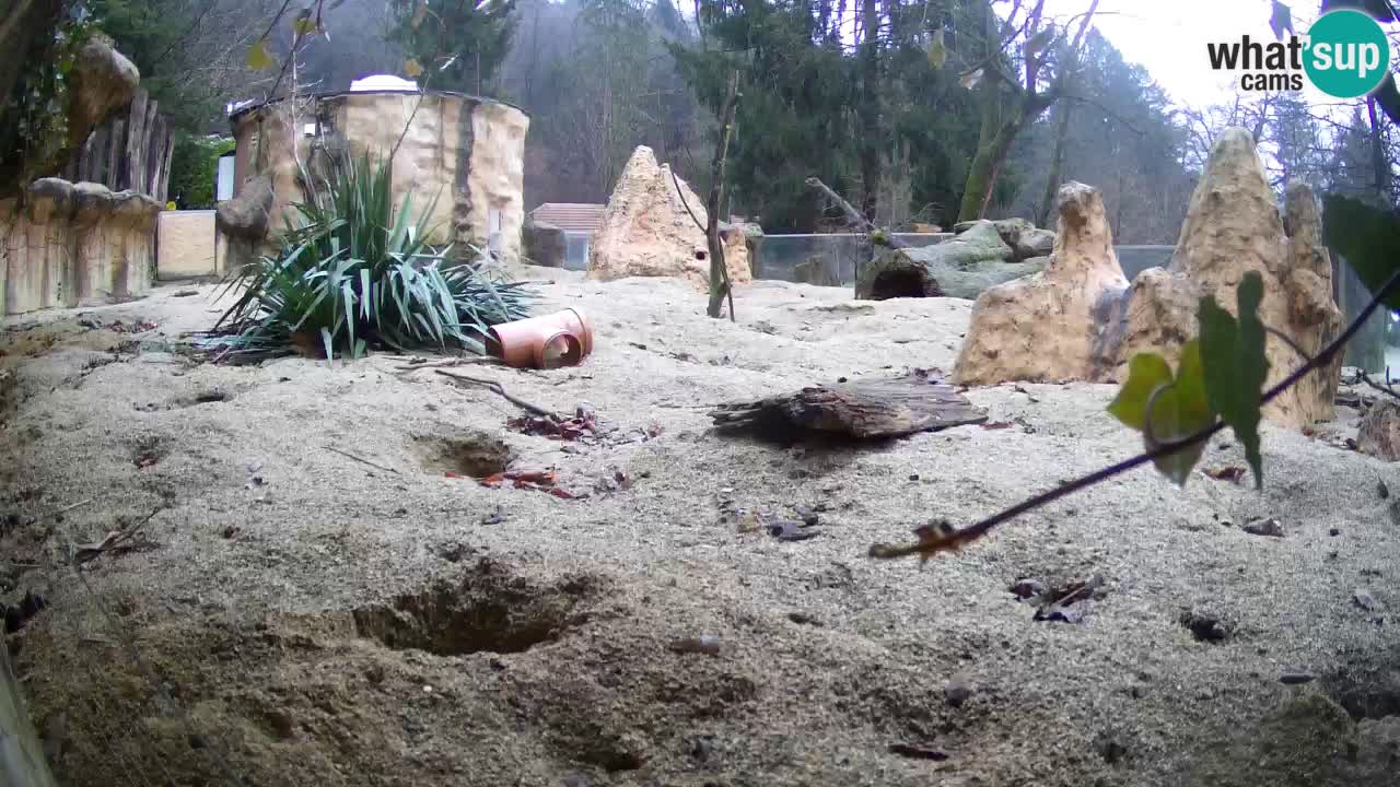 Zoo Ljubljana – Meerkat (Suricata)