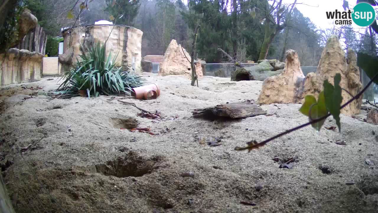 Webcam live Zoo Ljubljana – Suricata