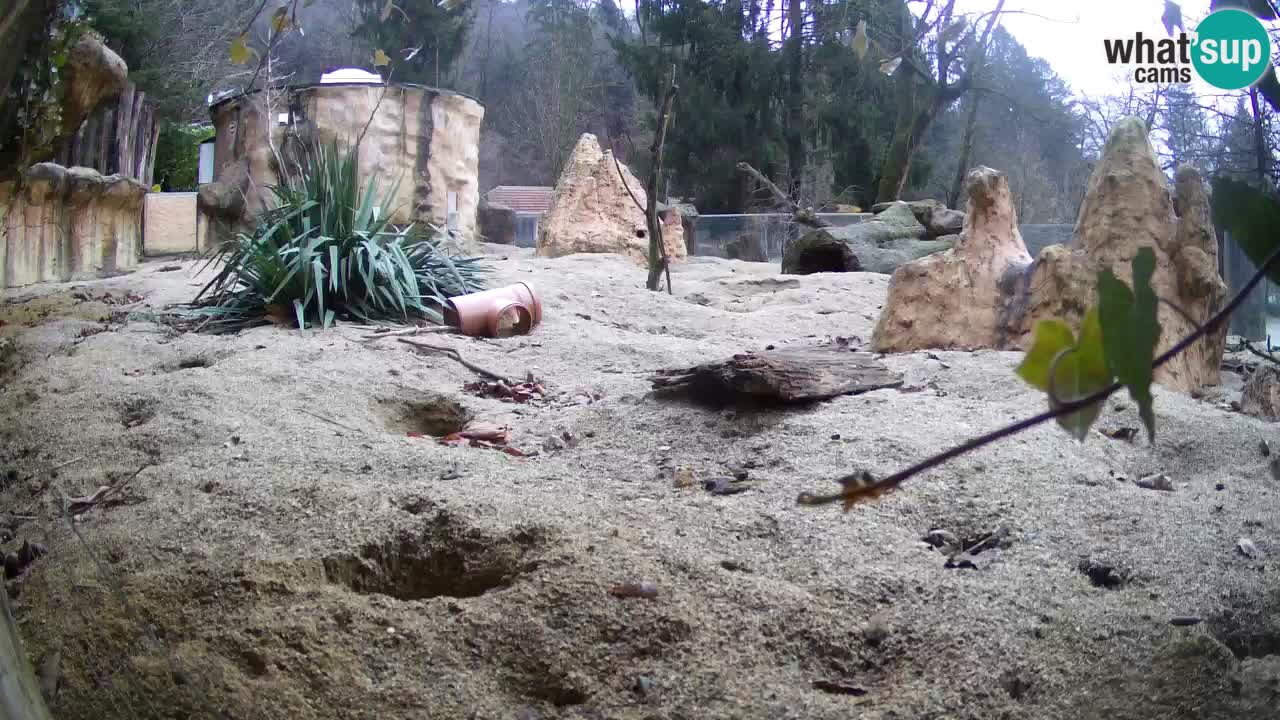 Webcam live Zoo Ljubljana – Suricata