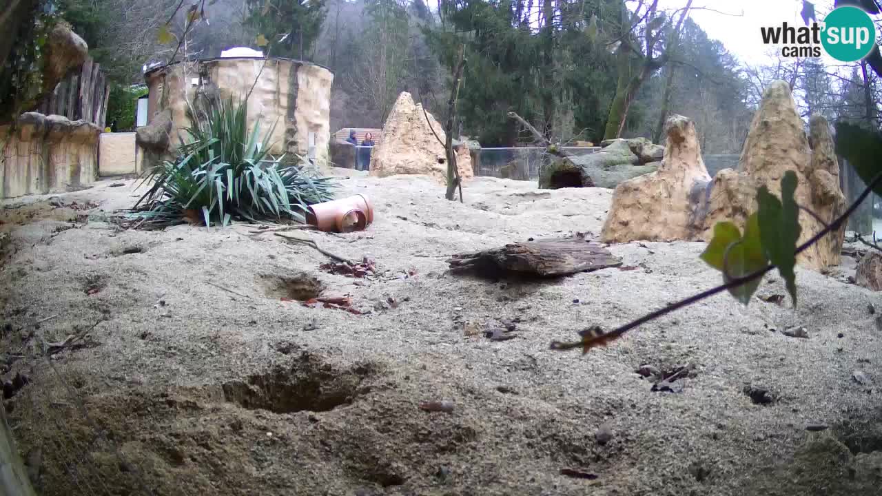 Zoo Ljubljana – Meerkat (Suricata)