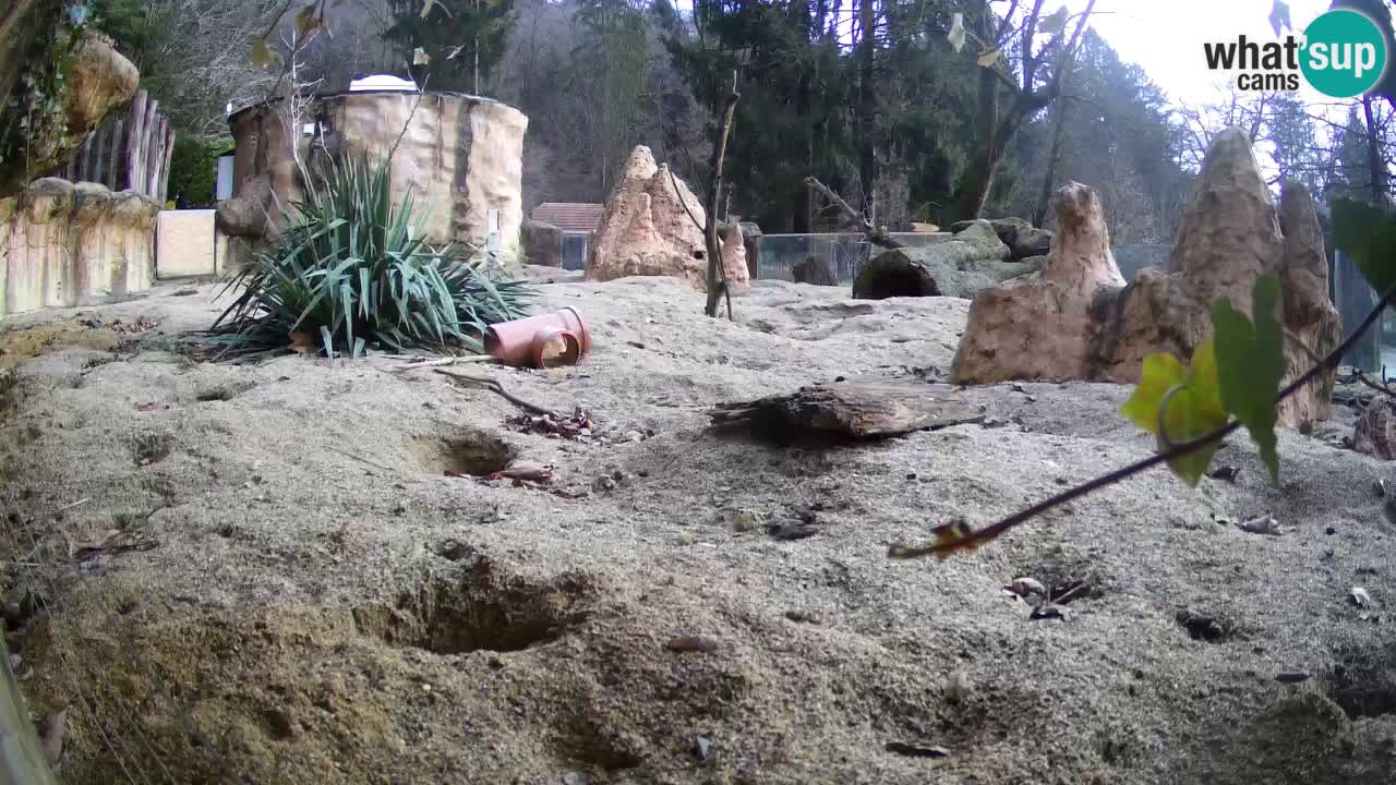 Live cam Zoo Ljubljana – Erdmännchen