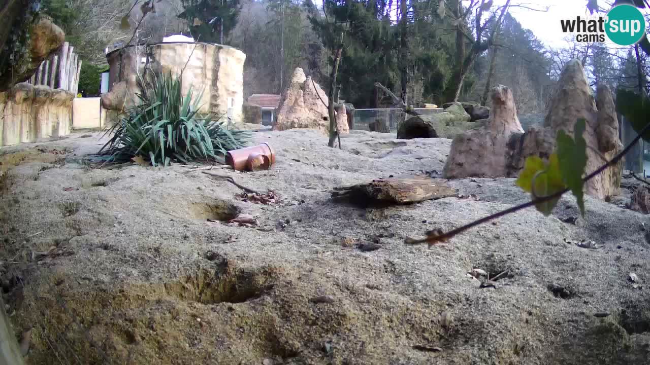 Webcam Zoo Ljubljana – Suricate