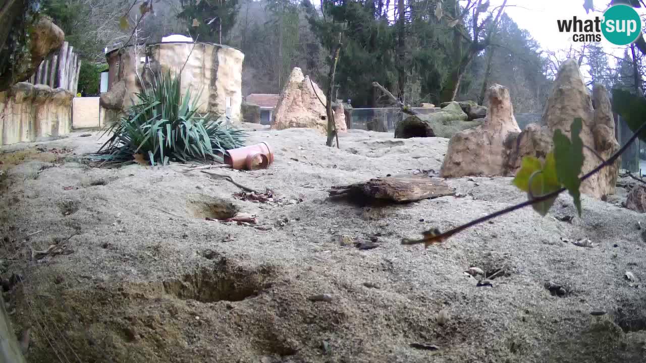 Webcam live Zoo Ljubljana – Suricata