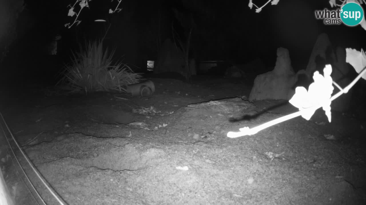 Zoo Ljubljana – Live webcam Meerkat (Suricata)