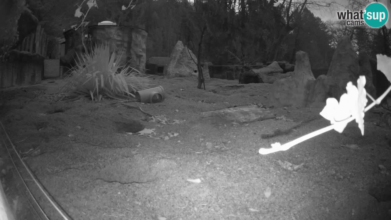 Webcam Zoo Ljubljana – Suricate