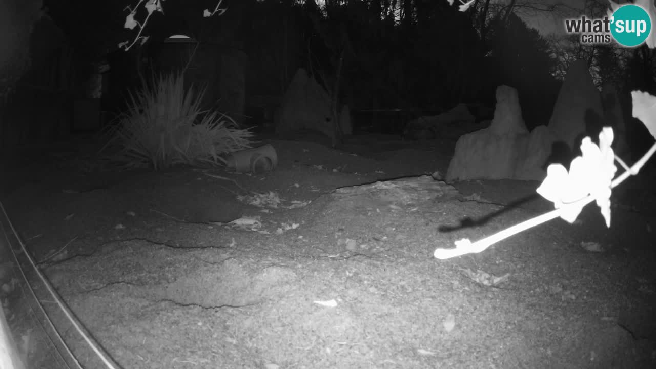 Webcam Zoo Ljubljana – Suricate