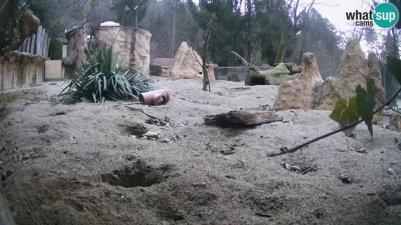 Webcam Zoo Ljubljana – Suricate